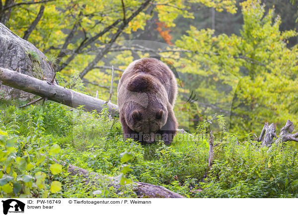 brown bear / PW-16749