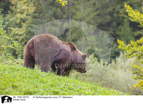 brown bear / PW-16751