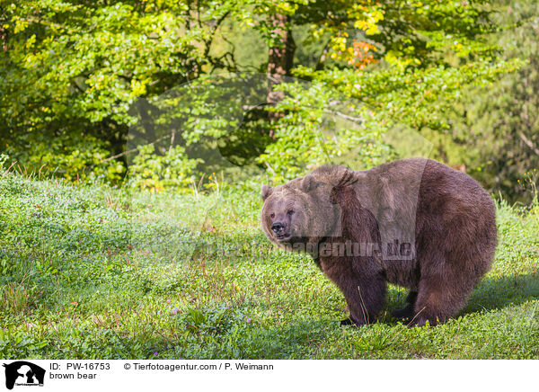 brown bear / PW-16753