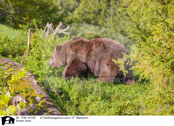 brown bear / PW-16755