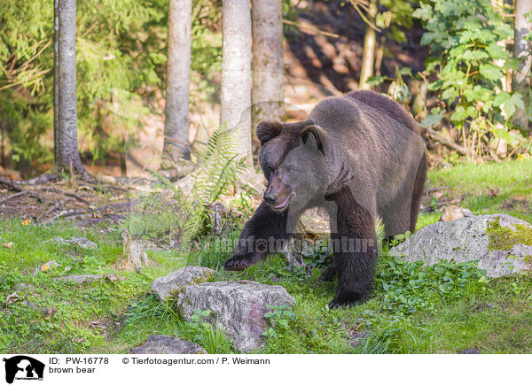 brown bear / PW-16778