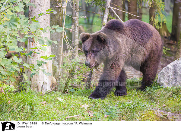 brown bear / PW-16789