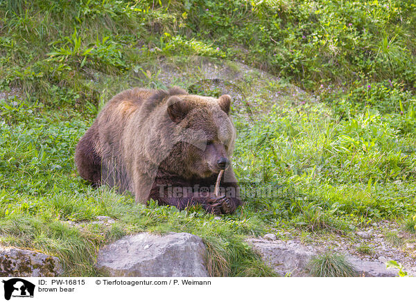 Europischer Braunbr / brown bear / PW-16815