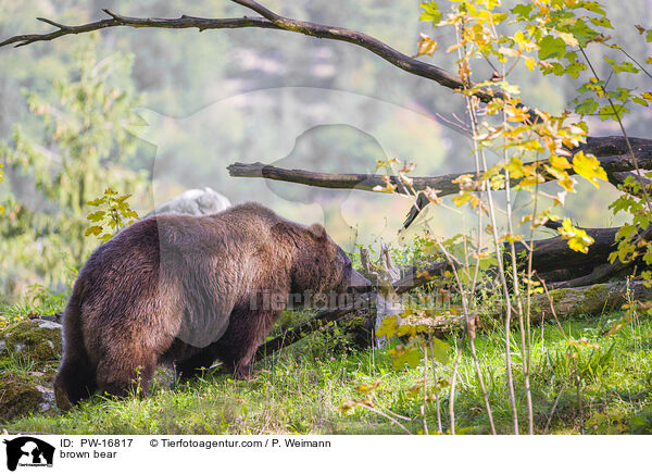 brown bear / PW-16817