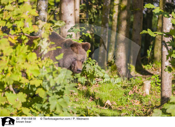 brown bear / PW-16818