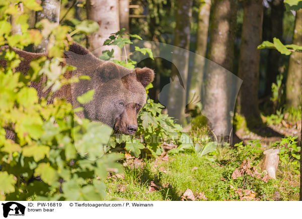 brown bear / PW-16819