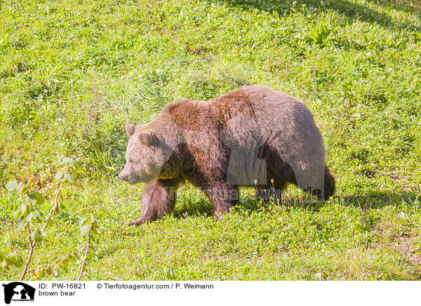 brown bear / PW-16821