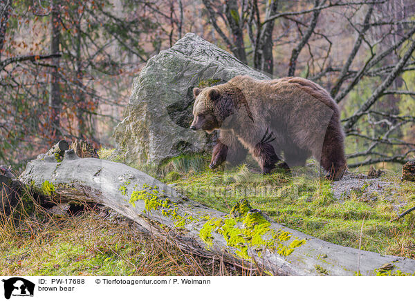 Europischer Braunbr / brown bear / PW-17688