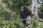 young common bear