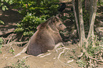 common bear