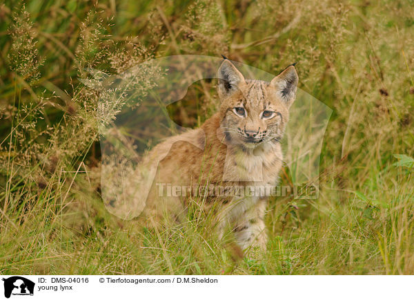 young lynx / DMS-04016