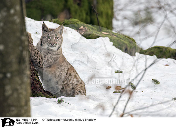 Karpatenluchs / Carpathian Lynx / MBS-17364