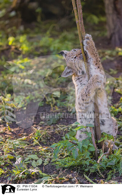 Europischer Luchs / Eurasian Lynx / PW-11934