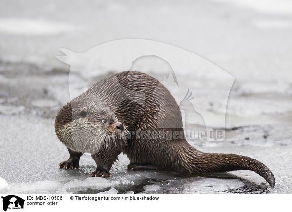 Fischotter / common otter / MBS-10506