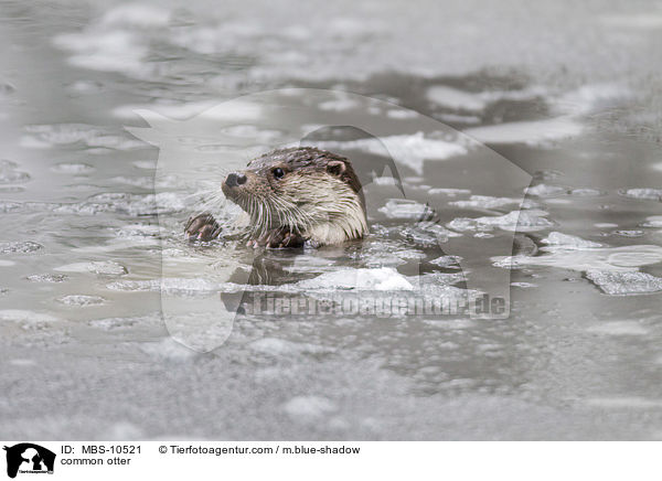 Fischotter / common otter / MBS-10521