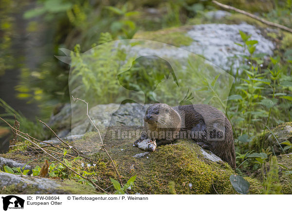 European Otter / PW-08694