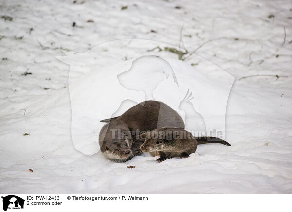 2 common otter / PW-12433