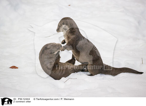 2 common otter / PW-12444