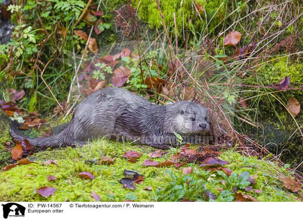 Europischer Otter / European otter / PW-14567