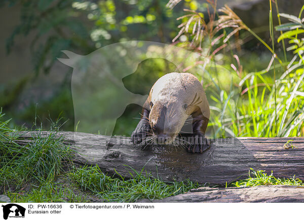 Fischotter / Eurasian otter / PW-16636