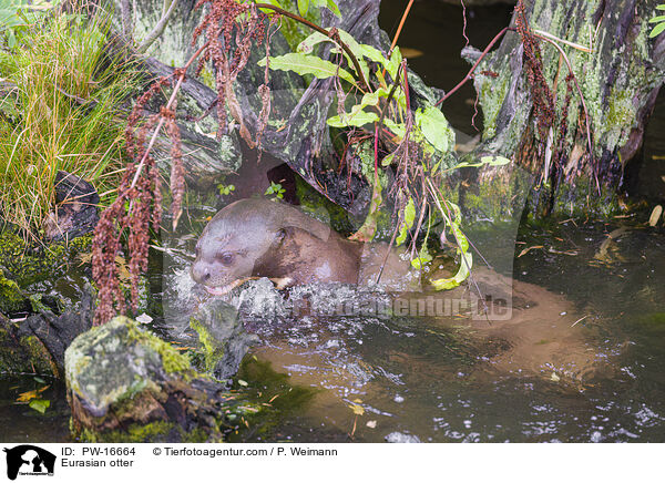 Fischotter / Eurasian otter / PW-16664