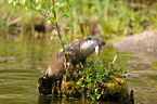 eating common otter