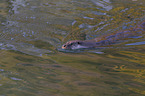 swimming European Otter