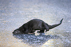 standing European Otter