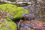 European otter