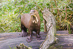 Eurasian otter