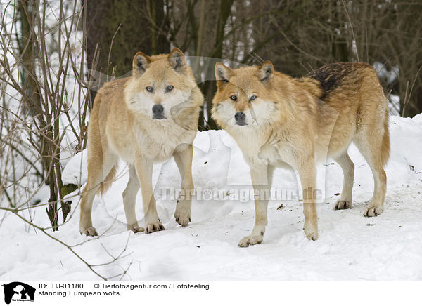 standing European wolfs / HJ-01180