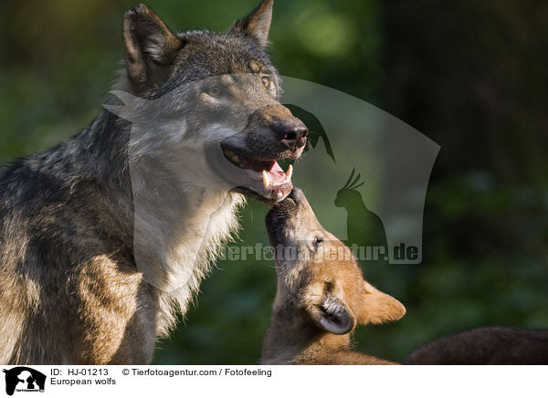European wolfs / HJ-01213