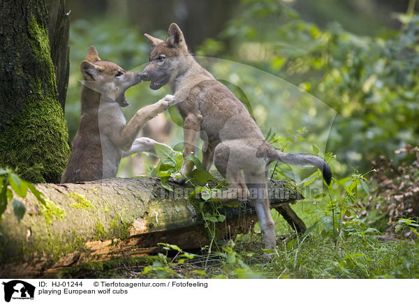 playing European wolf cubs / HJ-01244