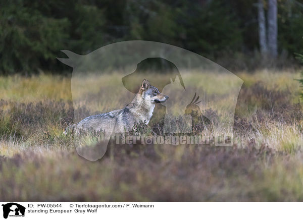 stehender Europischer Grauwolf / standing European Gray Wolf / PW-05544