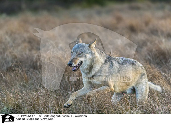 rennender Europischer Grauwolf / running European Gray Wolf / PW-05547
