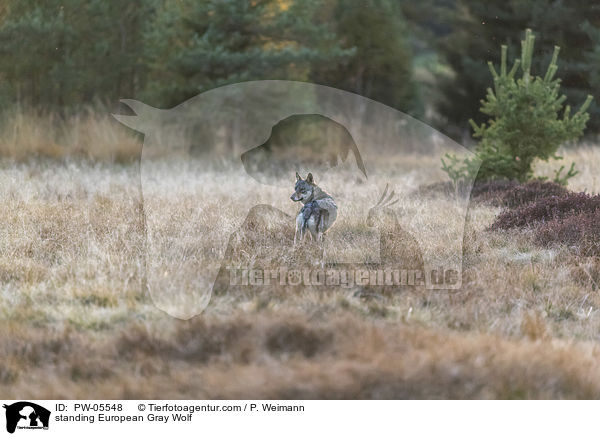 standing European Gray Wolf / PW-05548