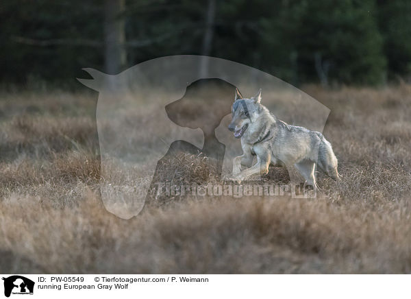 rennender Europischer Grauwolf / running European Gray Wolf / PW-05549