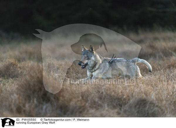 rennender Europischer Grauwolf / running European Gray Wolf / PW-05550
