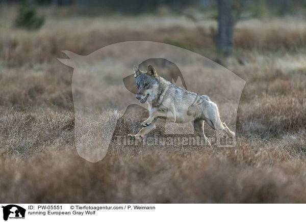 rennender Europischer Grauwolf / running European Gray Wolf / PW-05551