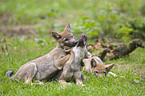 playing European wolf cubs