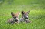 lying European wolf cubs