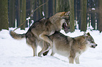 European wolfs