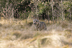 standing European Gray Wolf