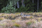 standing European Gray Wolf
