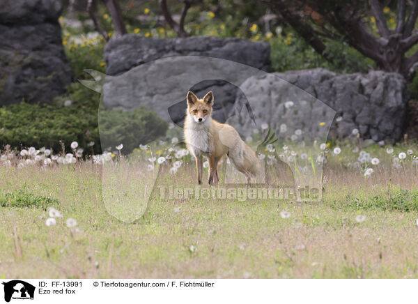 Ezo red fox / FF-13991