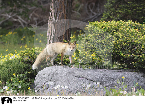 Ezo red fox / FF-13997