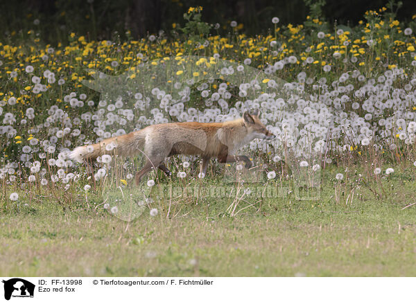 Ezo red fox / FF-13998