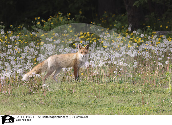 Ezo red fox / FF-14001