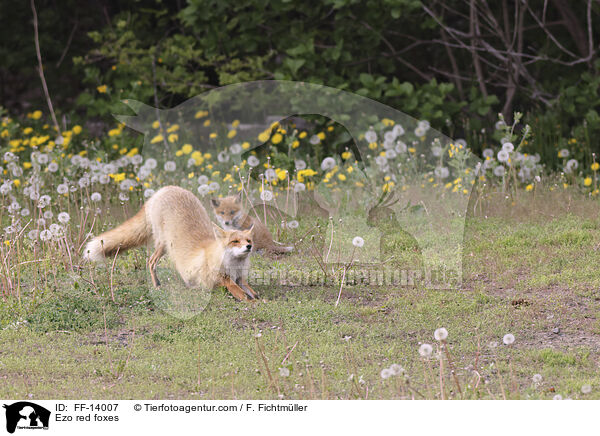 Ezo red foxes / FF-14007