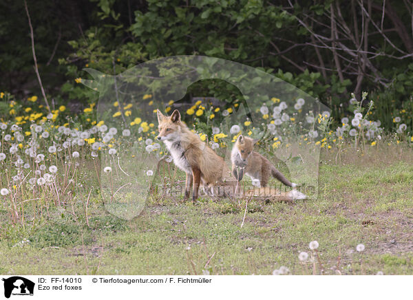 Ezo red foxes / FF-14010